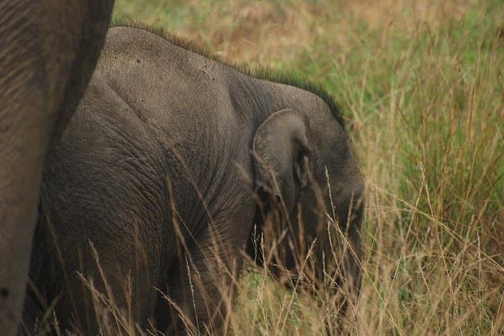 Udawalawe Safari & Elephant Transit Home — Half-Day Wildlife Drive in Sri Lanka photo 2