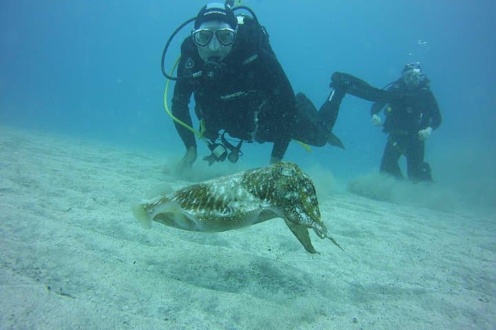 Tenerife Two‑Dive Package: Small‑Group Guided Scuba with Refreshments photo 3
