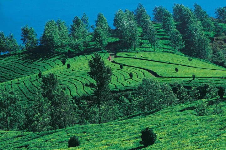 Cochin to Munnar Tranquil Trails: 3-Day Private Tea-Country Escape photo 4