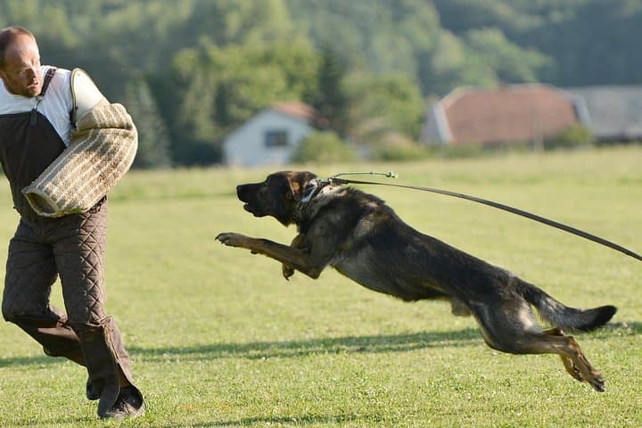 Stag Dog Chase Krakow — Prank on Błonia Meadow Near Old Town