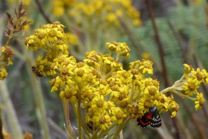 Ecowalk near Bogotá — Guided Nature Walk to Tobia Village photo 4