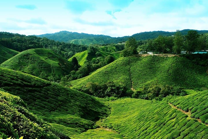 Day Trip to Cameron Highlands: Tea Plantations, Waterfalls & Strawberry Picking photo 3