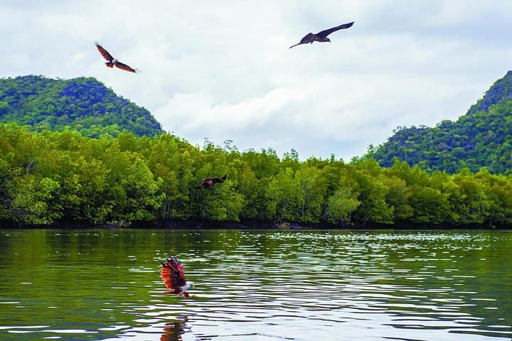 Langkawi Mangrove Kayaking on the Kilim River: Guided Wildlife & Cave Visit photo 4