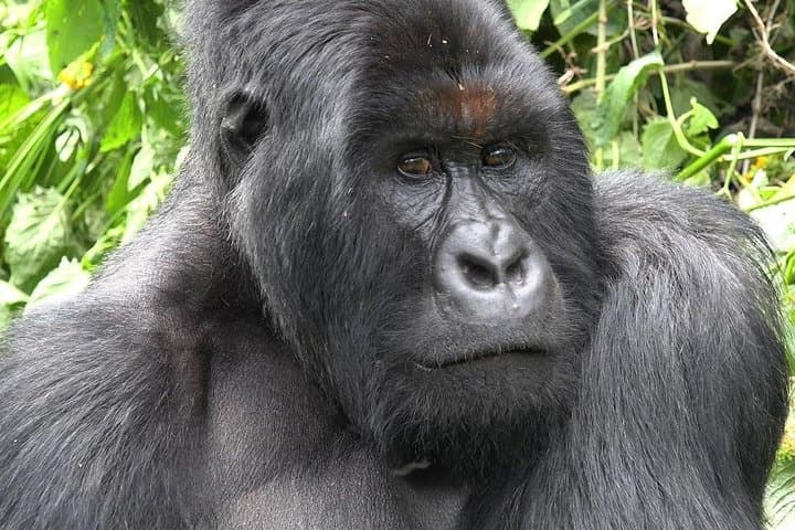 6-Day Congo: Eastern Lowland Gorillas & Nyiragongo Volcano Trek