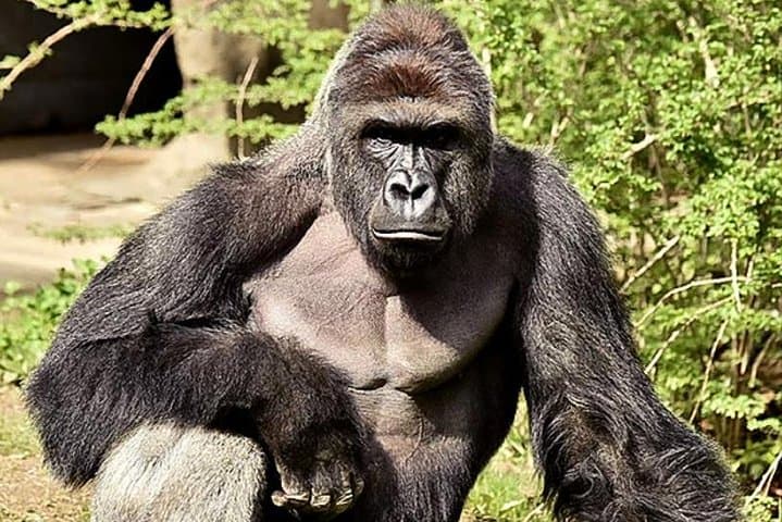 6-Day Congo: Eastern Lowland Gorillas & Nyiragongo Volcano Trek photo 2