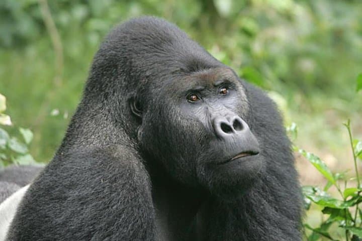 6-Day Congo: Eastern Lowland Gorillas & Nyiragongo Volcano Trek photo 3