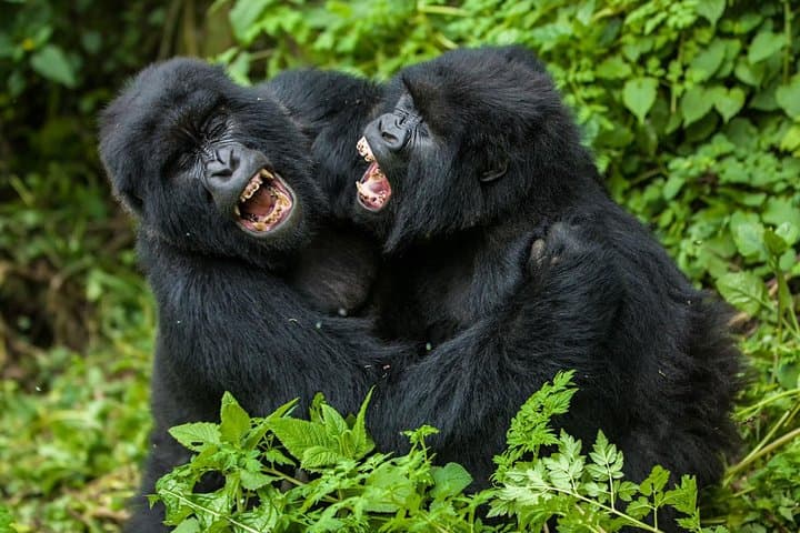 6-Day Congo: Eastern Lowland Gorillas & Nyiragongo Volcano Trek photo 4