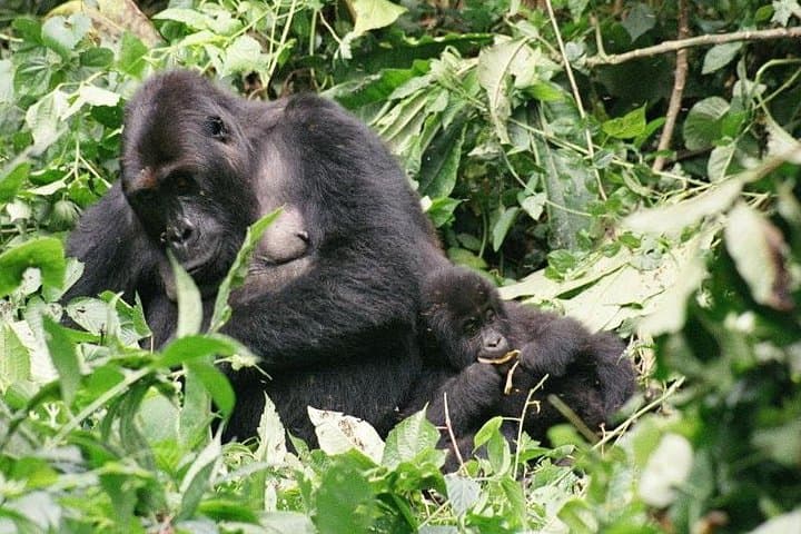 6-Day Congo: Eastern Lowland Gorillas & Nyiragongo Volcano Trek photo 5