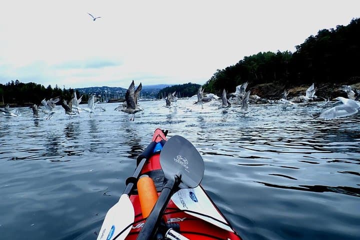 Oslo Fjord Kayak Tour: 2-Hour Guided Paddle from Sjølyst photo 4