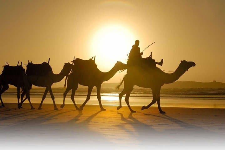 Camel Ride Through the Palmeraie: A 2-Hour Marrakech Experience photo 3