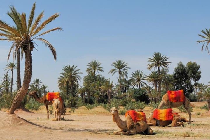 Camel Ride Through the Palmeraie: A 2-Hour Marrakech Experience photo 6