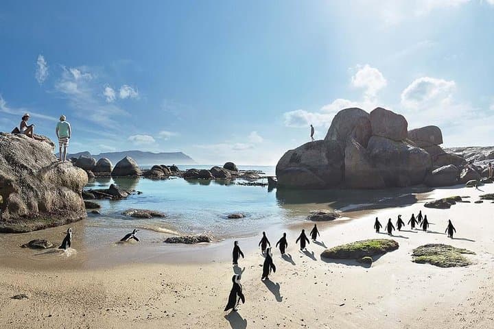 10-Day Cape Town and Garden Route Tour: Cape Peninsula, Winelands & Addo Safari photo 4