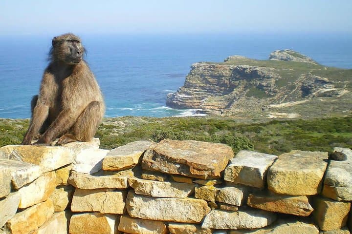 Cape Point & Boulders Beach Day Tour from Cape Town — Penguins, Seals & Chapman's Peak photo 2