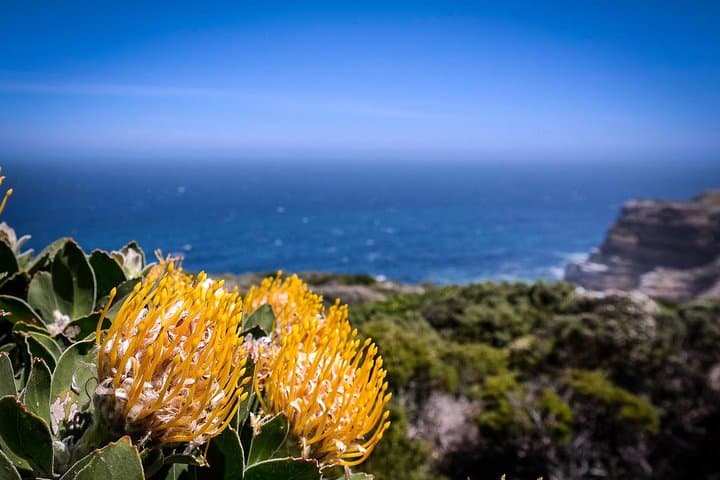 Cape Point & Boulders Beach Day Tour from Cape Town — Penguins, Seals & Chapman's Peak photo 6