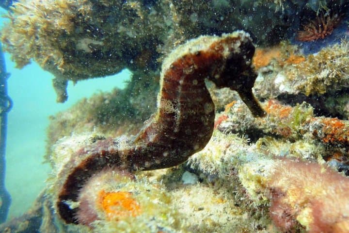 Búzios João Fernandes Diving Baptism — Beginner Scuba Experience photo 5