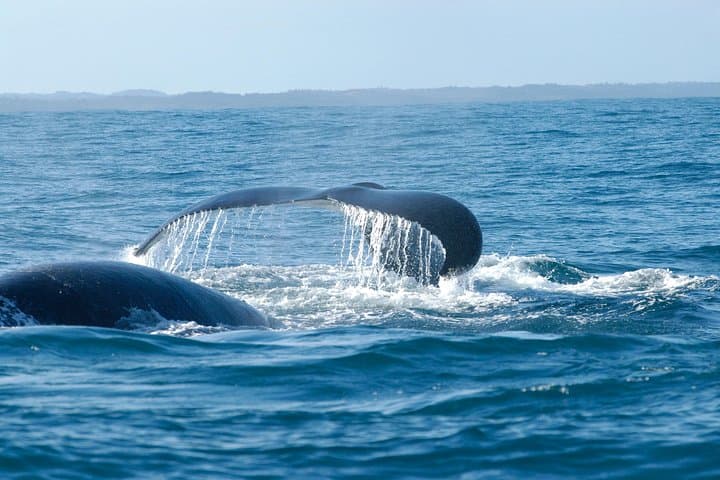 Hemel-en-Aarde Whale Coast Wine Day Tour from Cape Town