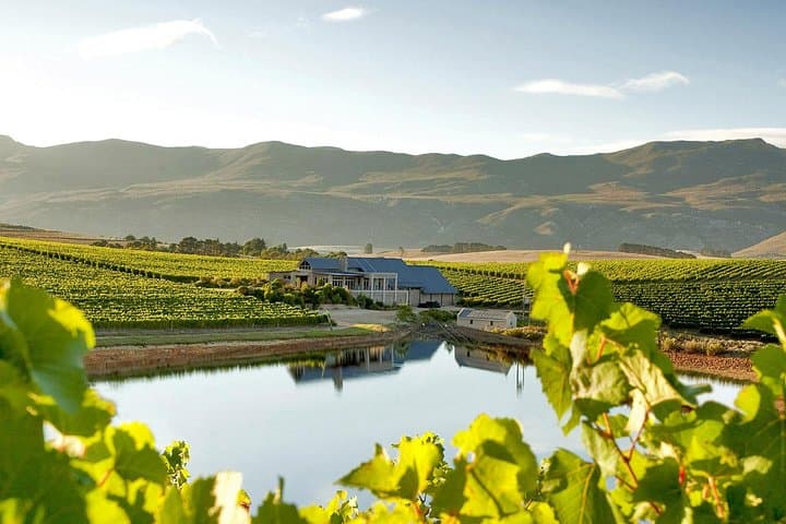 Hermanus Whale Watching & Hemel-en-Aarde Wine Day Trip from Cape Town photo 5