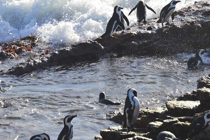 Hemel-en-Aarde Whale Coast Wine Day Tour from Cape Town photo 6