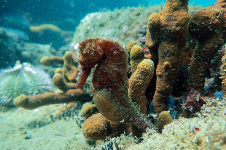 Private Accredited Diver Program in Búzios — João Fernandes Guided Dives photo 5