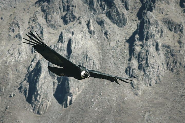 Cusco Condor Tour: See Andean Condors Over Apurimac Canyon (1-Day) photo 6