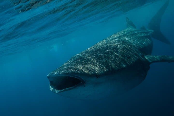 Swim With Whale Sharks Near Isla Mujeres: Seasonal Guide & Practical Tips photo 5