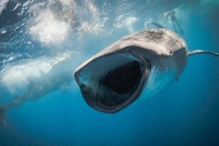 Swim With Whale Sharks Near Isla Mujeres: Seasonal Guide & Practical Tips photo 4
