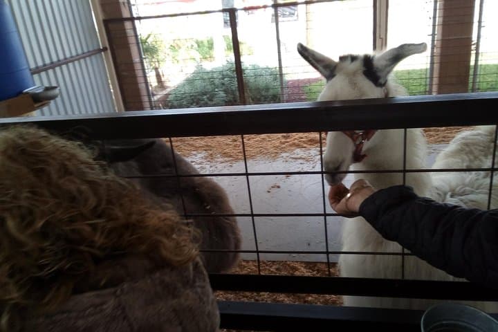 Pai Pai Tour: Ensenada Wildlife & Coastal City Sightseeing
