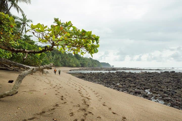 One-Day Corcovado National Park from Manuel Antonio — Osa Peninsula Wildlife Day Trip photo 2