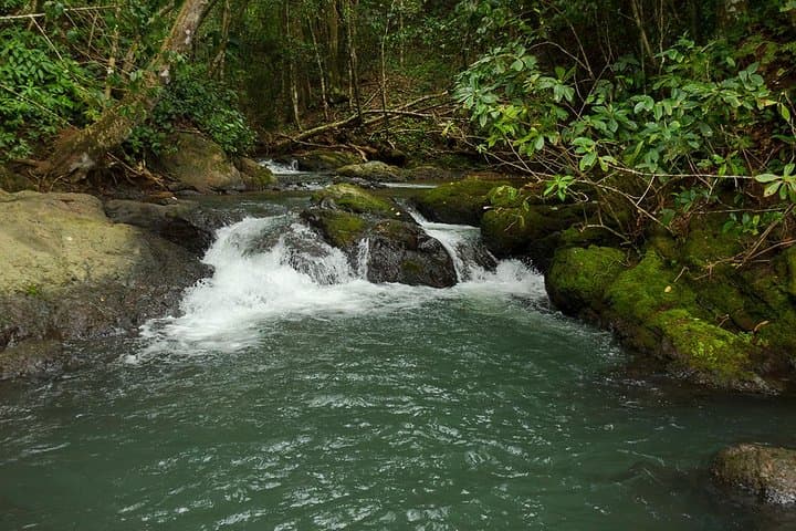 One-Day Corcovado National Park from Manuel Antonio — Osa Peninsula Wildlife Day Trip photo 4