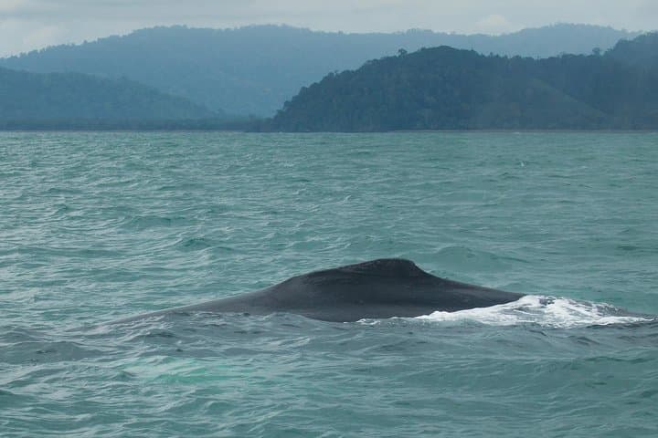One-Day Corcovado National Park from Manuel Antonio — Osa Peninsula Wildlife Day Trip photo 5