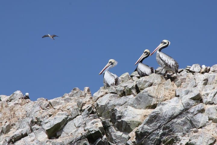 Ballestas Islands & Paracas National Reserve: Full-Day Private Tour from Lima photo 5