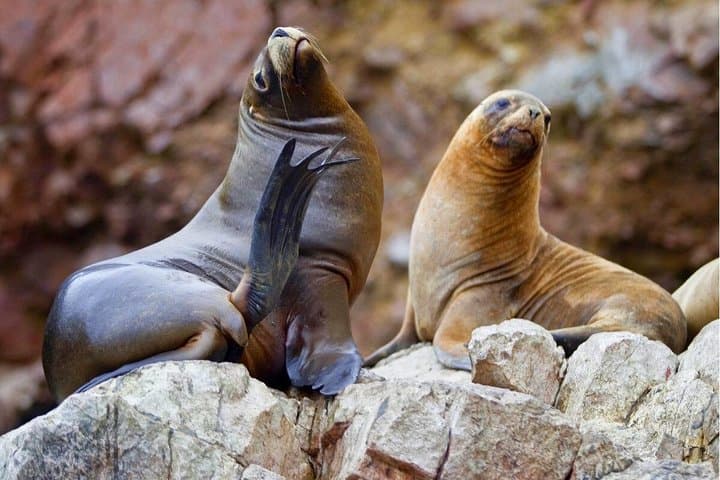 Ballestas Islands & Paracas National Reserve: Full-Day Private Tour from Lima photo 2