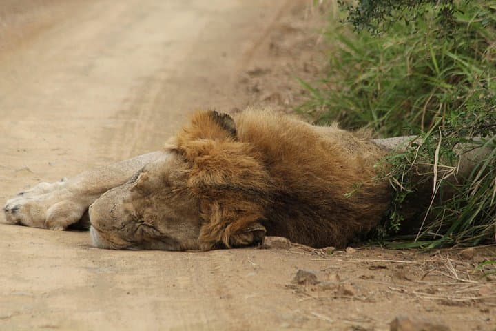Zululand Big 5 Safari: Hluhluwe & Manyoni Private-Reserve Owner-Guided Tour photo 4