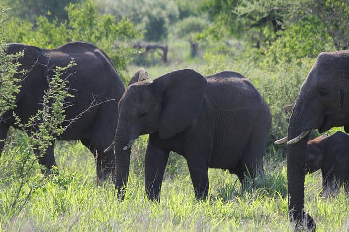 Zululand Big 5 Safari: Hluhluwe & Manyoni Private-Reserve Owner-Guided Tour photo 2