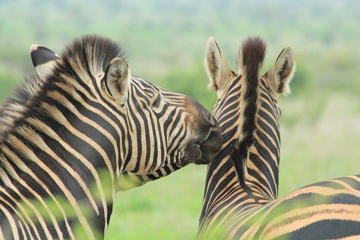 Zululand Big 5 Safari: Hluhluwe & Manyoni Private-Reserve Owner-Guided Tour photo 3