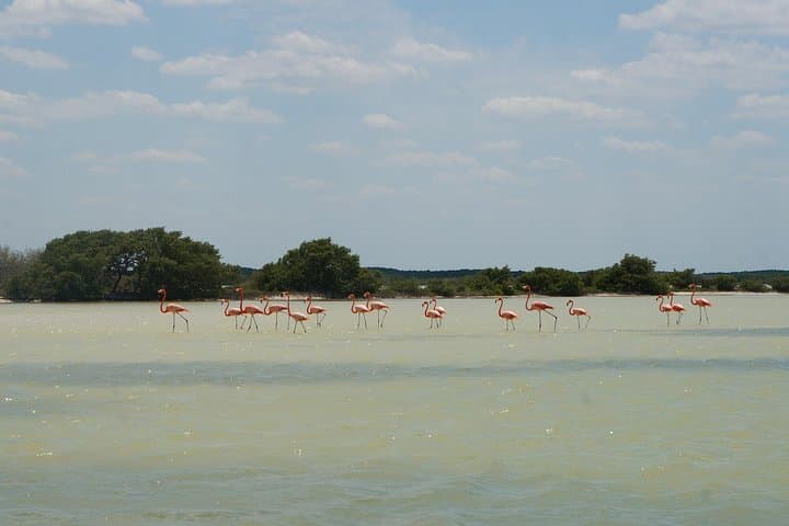 Cenote Suytun, Río Lagartos & Las Coloradas Day Tour — Swim a Cenote, Watch Flamingos and See Pink Lakes photo 5
