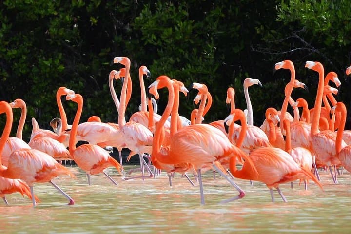 3-Day Merida Itinerary: Uxmal, Celestun Flamingos & Chichen Itza