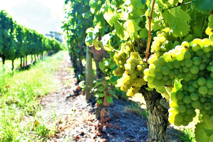 Cape Winelands Private Tour: Full-Day Wine Tasting from Cape Town to Stellenbosch photo 2