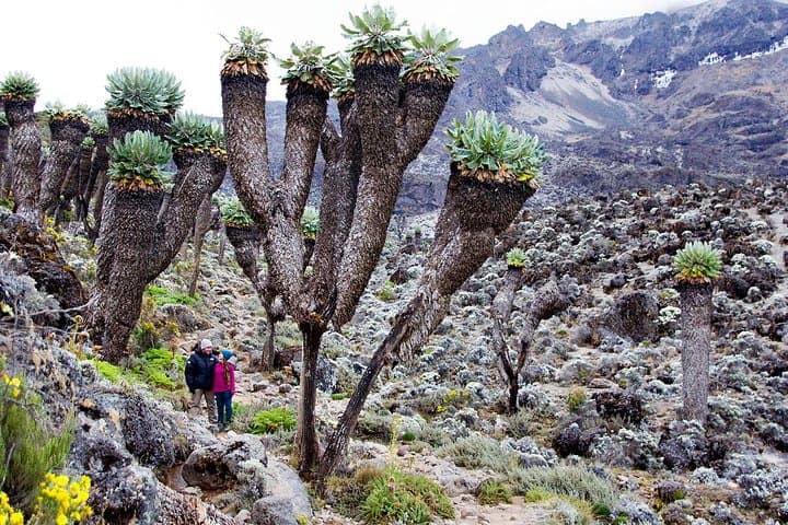 Climb Mount Kilimanjaro via the 7-Day Machame Route — Guided Trek from Moshi