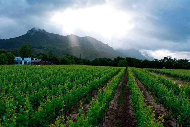 Stellenbosch Vine Hopper Eastern Route: Hop-On Hop-Off Wine Tour Guide photo 2