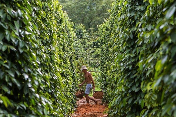 Phu Quoc North Island Half-Day Discovery: Cua Can River, Ganh Dau & Bee Farm