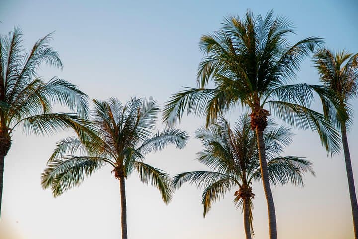 Darwin City Sightseeing Tour: Half-Day Highlights, Museums & Botanic Gardens photo 2