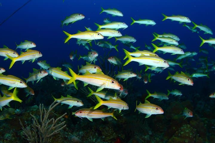 Discover Scuba Diving in Freeport: PADI Intro Dive with Viva Resort Day Pass photo 3