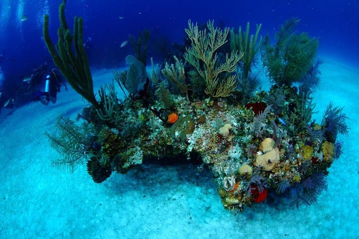 Discover Scuba Diving in Freeport: PADI Intro Dive with Viva Resort Day Pass photo 5
