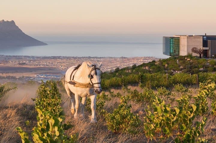 Helderberg Winelands Day Tour: Private Wine & View Experience from Cape Town photo 4