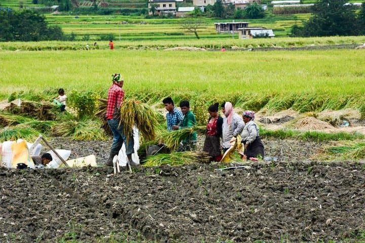 Balthali Village Homestay: 5-Day Community Hike from Kathmandu photo 3