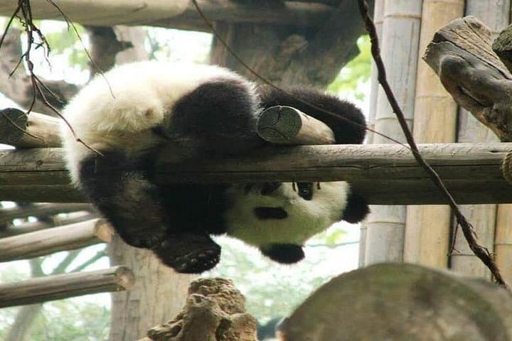 3-Day Chengdu Tour: Dujiangyan, Leshan Giant Buddha & Sichuan Cooking Experience photo 4