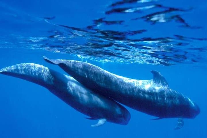 Half-Day Catamaran Whale & Dolphin Watching Cruise from Puerto Colón to Masca Bay photo 6