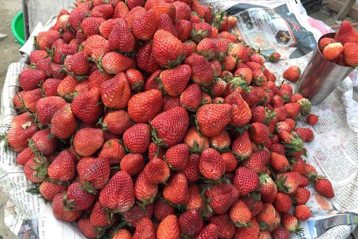 Kakani Shivapuri Full-Day Hike from Kathmandu — Strawberry Farms & Himalayan Views photo 4