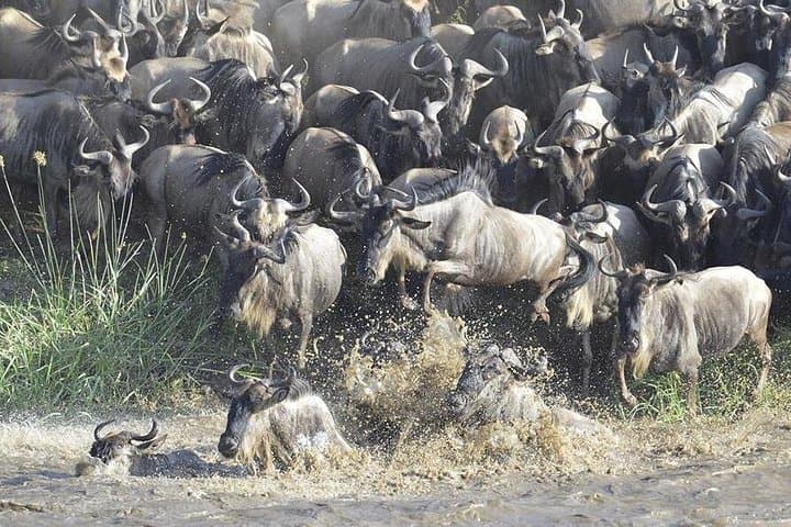 Great Migration Safari In Tanzania: 7-Day Private Wildlife Safari to Serengeti & Ngorongoro photo 2